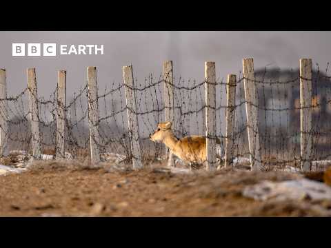 Gazelle Risks Its Life To Cross This Railway | The Making of Asia | BBC Earth