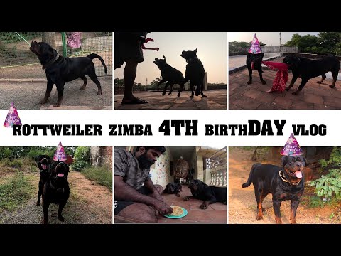 ROTTWEILER ZIMBA 4TH BIRTHDAY | VLOG | TAMIL | ZAYA