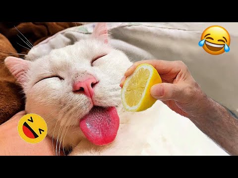 Funniest Cats Compilation 2025😂|| try not to laugh impossible memes