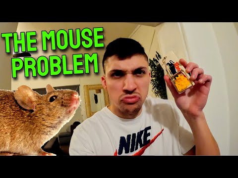 The Mouse Problem (Daily Vlog #53)