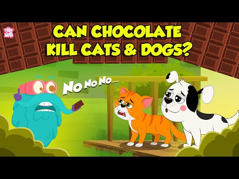 Is Eating Chocolate Dangerous for Dogs and Cats? | Why Can't Dogs & Cats Eat Chocolate? | Dr. Binocs