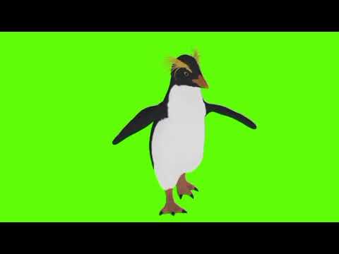 Penguin running and Seeing Green screen video