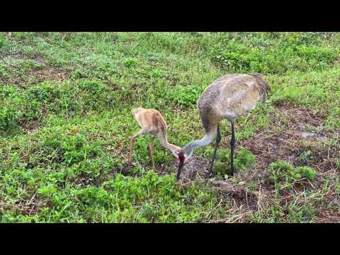 Sandhill Crane Adult Feeding Colt at Indian Lake Estates, FL