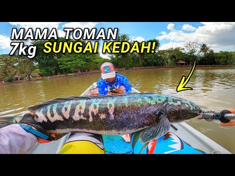 AKHIRNYA.. STRIKE TOMAN SUNGAI KEDAH!! | CHAIFishing