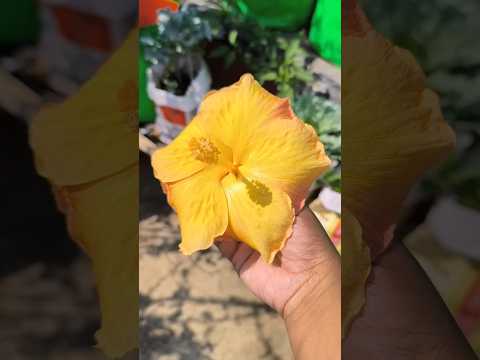 #harvestingvideo  #flowerharvesting  #terracegardening  #rooftopgardening  #shorts