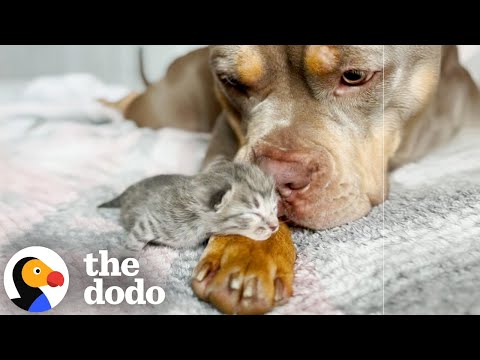 Pittie Becomes Cat's Gentle Nanny | The Dodo