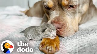 Pittie Becomes Cat's Gentle Nanny | The Dodo