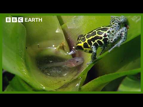 Incredible Poison Arrow Frog Raises Tadpoles in the Treetops | BBC Earth