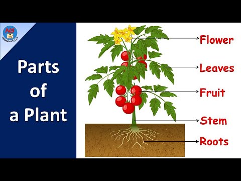 Parts of a plant | Part of plants and their functions | Different parts of plants for kids