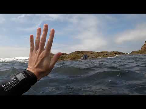 Harbor Seals and Fish! Snorkeling Laguna Beach July 2021 - Montage / Treasure Island