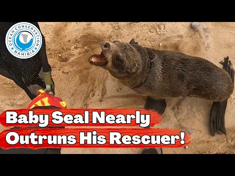 Baby Seal Nearly Outruns His Rescuer!