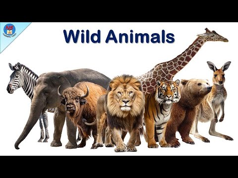 Wild Animals for Kids | 50 Wild Animals | Wild Animals Name | Wild animals Vocabulary | Wild animals