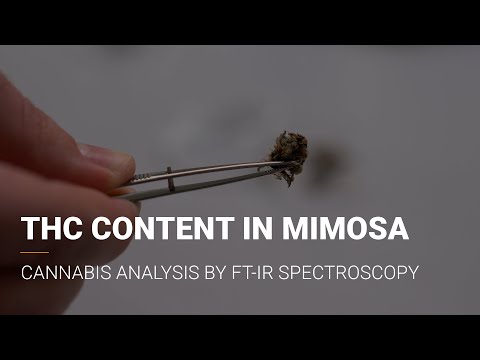 THC content in Mimosa Cannabis | FT-IR Spectroscopy | Quality Control ALPHA II