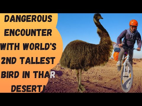 Met Emu Birds in Jaisalmer | Akal Wood Fossil Park| Cycle Tour Ep3 | Rajasthan Tourism Guide