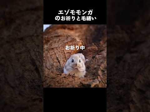 エゾモモンガのお祈りと毛繕い #shorts #エゾモモンガ #かわいい動物