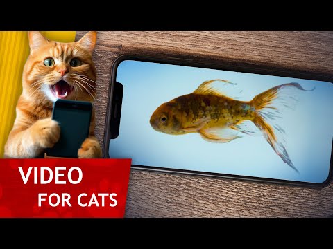 Movie for Cats - This fish is locked in your Smartphone! (Video for Cats to Watch)