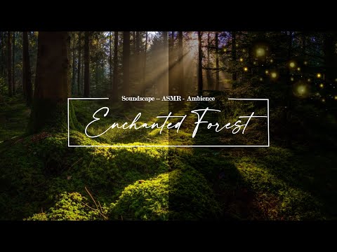 ENCHANTED FOREST - Ambience Soundscape Studying and Relaxing (ASMR) - no music