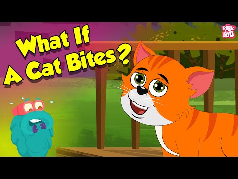 Is Cat Bite Dangerous? | How Cat Bite? | Learn About Cats with Dr. Binocs Show | Peekaboo Kidz