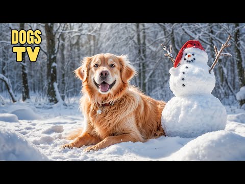 🔴Ultimate Christmas TV for Dogs🎄Best Videos to Relax Dogs & Soothing Music for a Peaceful Christmas!