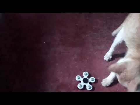 Fidget spinner cat style