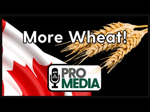 Canadian Farmers Opt for More Wheat, Less Canola