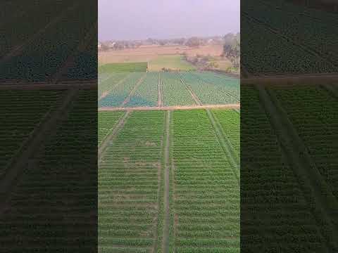 Farmer working #kheti #khet #khetibadi #hardwork