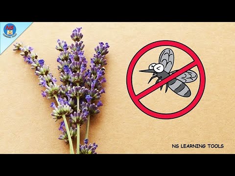 12 Plants That Repel Insects | 12 Plants that keep Mosquitoes, Flies, Mice, Spiders, Ants, Bugs away