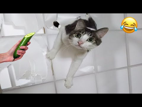 Funniest Cats Moments😂| Try Not To Laugh