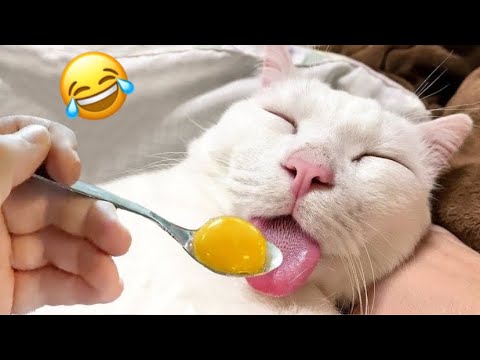 Eating🍳Funny Cats And Dogs Videos || Try not to laugh🤣 Funny Compilation Memes