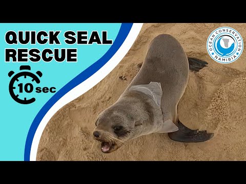 Quick Seal Rescue