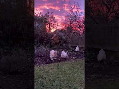 Good morning | Veg patch, chickens and a red sky | Diary of a Yorkshire Gardener