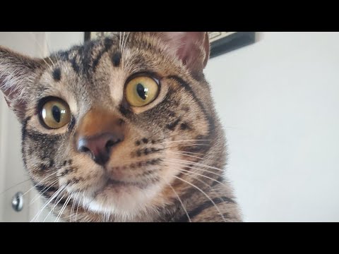 Rocket's Caturday Stream Ep. 1