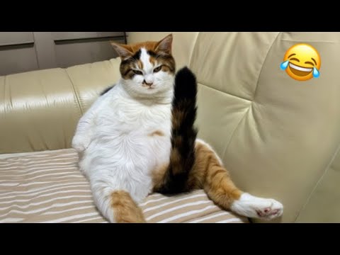 Funniest Cats And Dogs Videos😂|| Cats Use 100% Brain