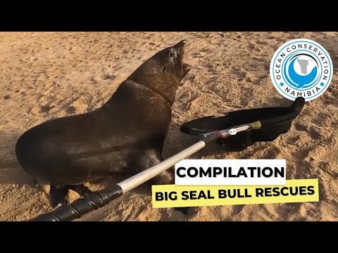 Seal Rescue Compilation – 6 Of Our Most Unforgettable Big Seal Bull Saves!