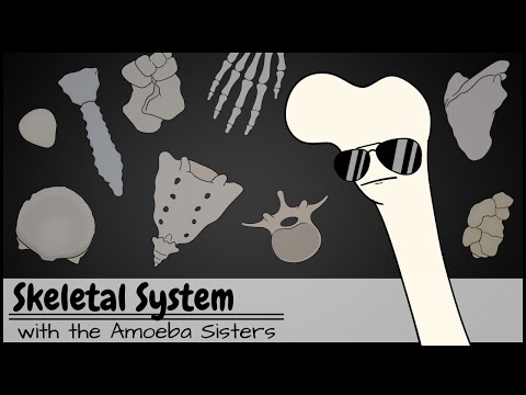 Skeletal System