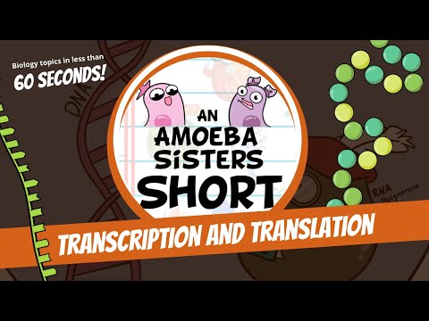 Transcription and Translation (Steps in Protein Synthesis) - Amoeba Sisters #Shorts