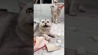 When the cats ruined the mistress's slippers #cat #youtubeshorts #viralshort