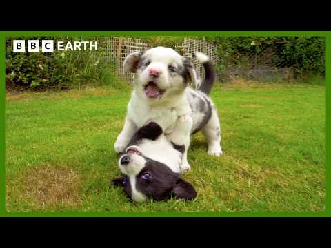 Baby Corgis Learn to Play-Fight | Wonderful World of Puppies | BBC Earth