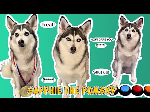 Sapphie the Pomsky Funny TikTok Compilations 2024 | Sapphie the Pomsky