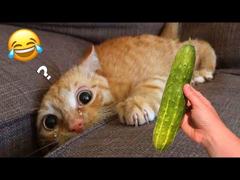 Funny Cats Compilation😂|| try not to laugh impossible memes 2024