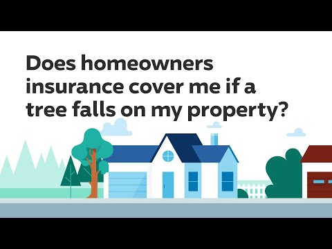 Home Insurance and Fallen Trees: Are They Covered? | Progressive Answers