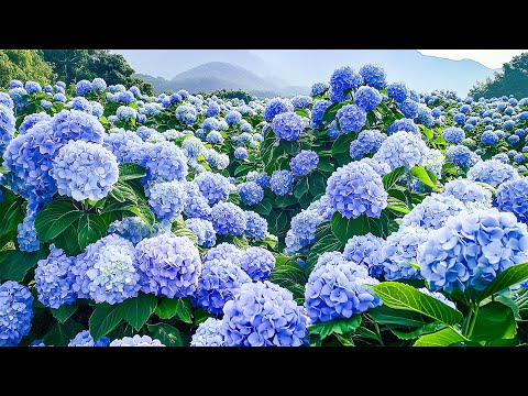 Healing Music Flower Therapy  🌿 Quiet Your Mind & Find Inner Peace in Just 5 Minutes