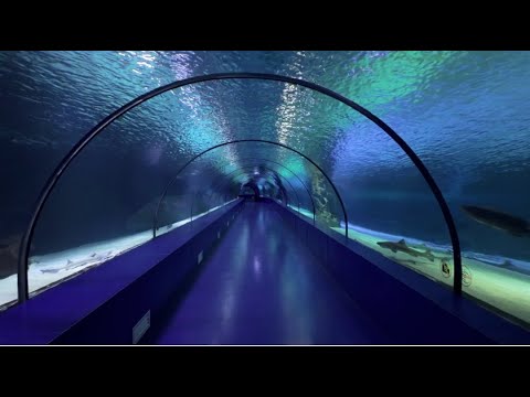 🔴 LIVE  The ocean’s embrace: A journey through the aquarium tunnel   -  Lofi calming music 🌞☀SI KR