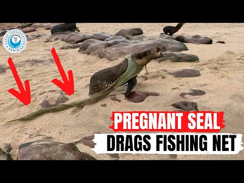 Pregnant Seal Drags Fishing Net