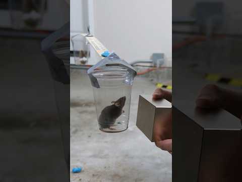 Giant Magnet Can Move a Mouse