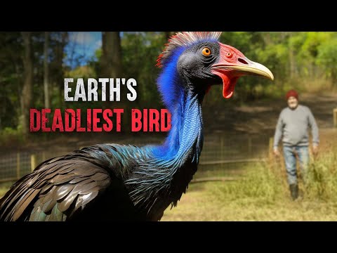 How to Survive a Cassowary Attack