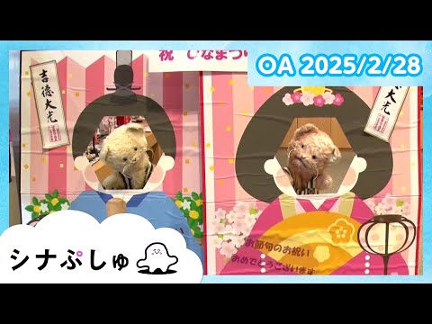 【赤ちゃんが喜ぶ】シナぷしゅ公式25/02/28│赤ちゃんが泣き止む・知育の動画