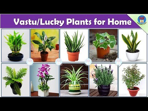 Vastu plants for home | Good luck plants for home | Top 25 Lucky Plants for Home |Best Indoor Plants