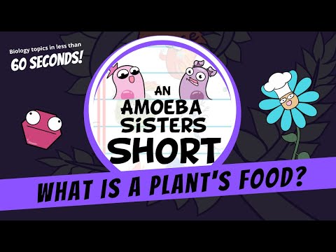 What is a Plant's Food? - Amoeba Sisters #Shorts