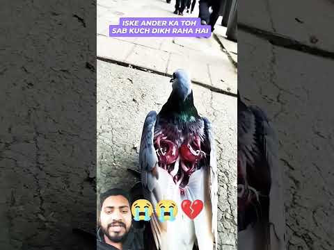 #pigeon #taddykabooter #birds #taddykabootar